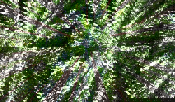 Low angle photo of green trees. By Arnaud Mesureur on Unsplash